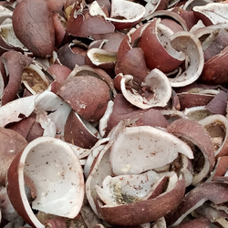 copraextraction 250x250